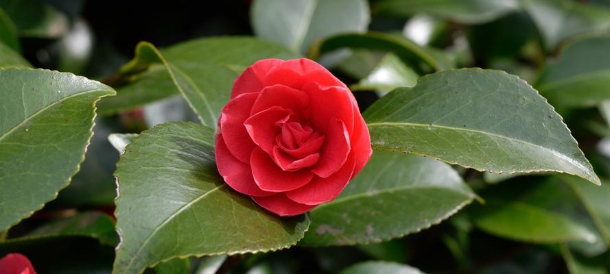 春天的花卉世界（探寻代表春天的植物花卉的美丽与魅力）