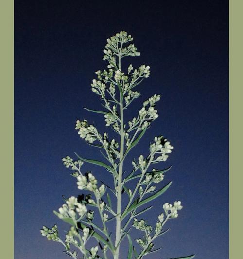 孤独之植（孤独的芬芳）