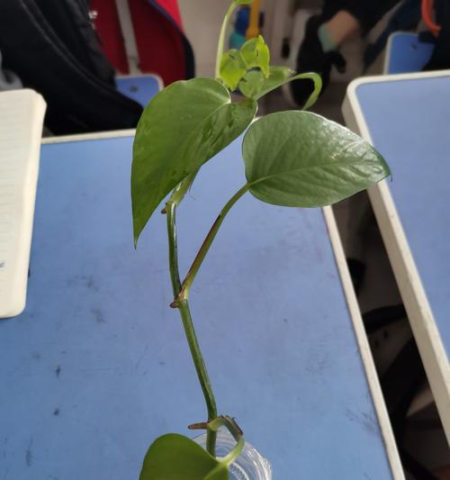 孤独之植（孤独的芬芳）