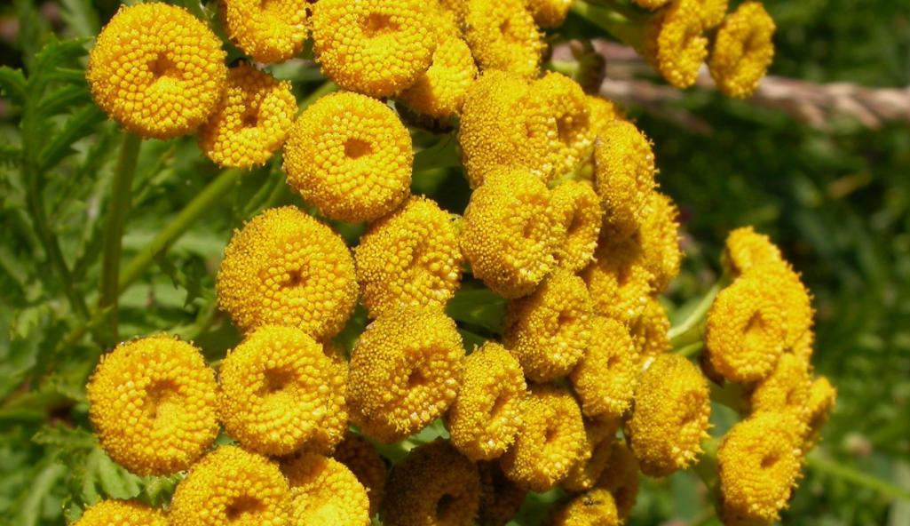 和平之花（代表和平的植物及其寓意）