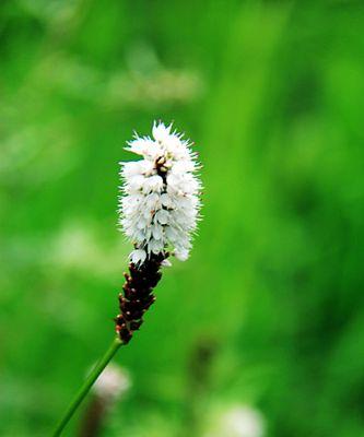 相思之苦花语（苦恋花语一览，相思情长无尽寂寞）