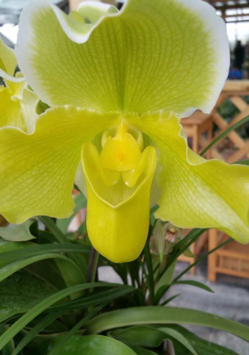 代表理性的花——冷静理智的花语（探索内心世界的启示、理性与情感的平衡之道）