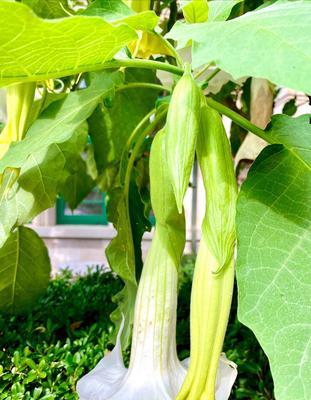 代表理性的花——冷静理智的花语（探索内心世界的启示、理性与情感的平衡之道）