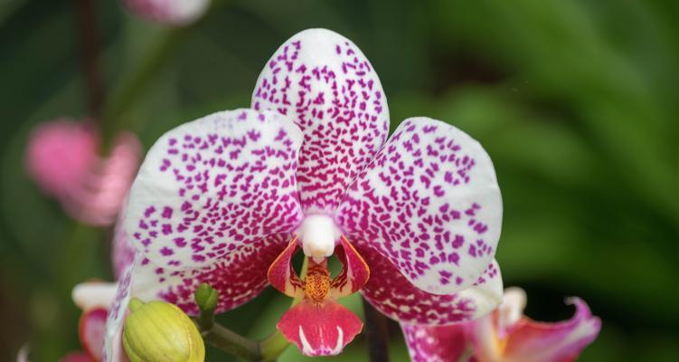 代表理性的花——冷静理智的花语（探索内心世界的启示、理性与情感的平衡之道）