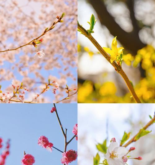 花的美丽与向往（追寻美好的花之旅）