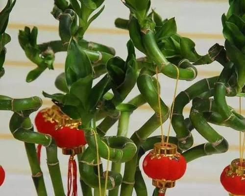 探索代表女性的植物世界（女性之美在植物中绽放的秘密）