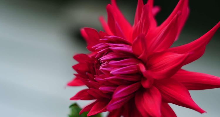 热烈张扬的花——绽放生命的热情（以花为媒，传递热烈的能量）