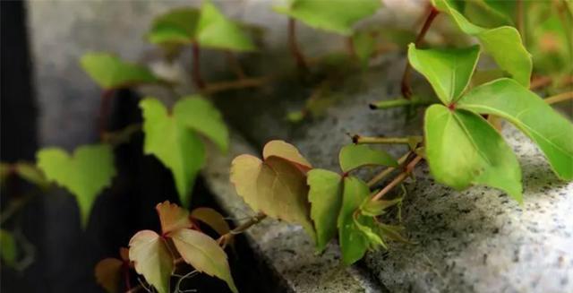 如何种植爬山虎？（种植时间、方法及注意事项）