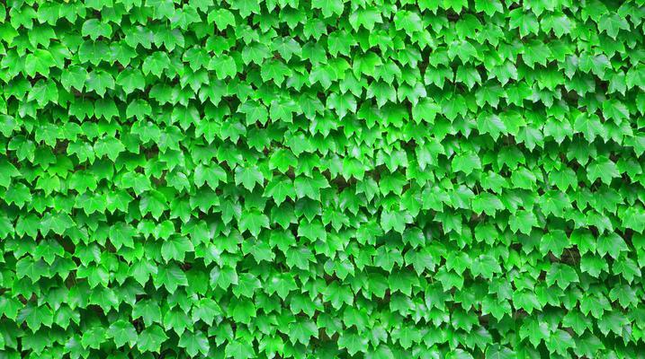 如何种植爬山虎？（种植时间、方法及注意事项）