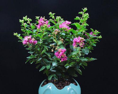 紫薇花养护全攻略（让紫薇花开出美丽的花朵）