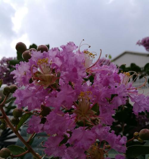 紫薇花养护全攻略（让紫薇花开出美丽的花朵）