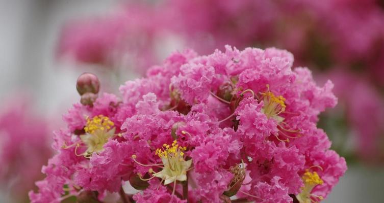 紫薇花养护全攻略（让紫薇花开出美丽的花朵）