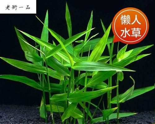 竹节草养护全攻略（让你的竹节草健康成长，美丽绽放）