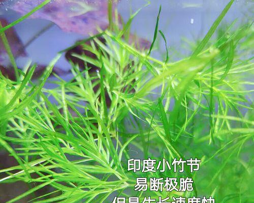 竹节草养护全攻略（让你的竹节草健康成长，美丽绽放）