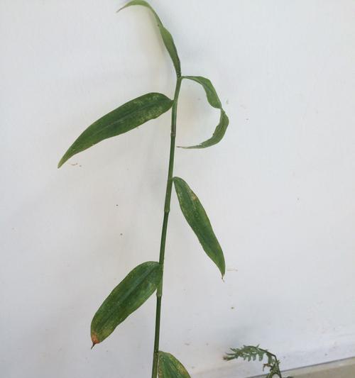 竹节草养护全攻略（让你的竹节草健康成长，美丽绽放）