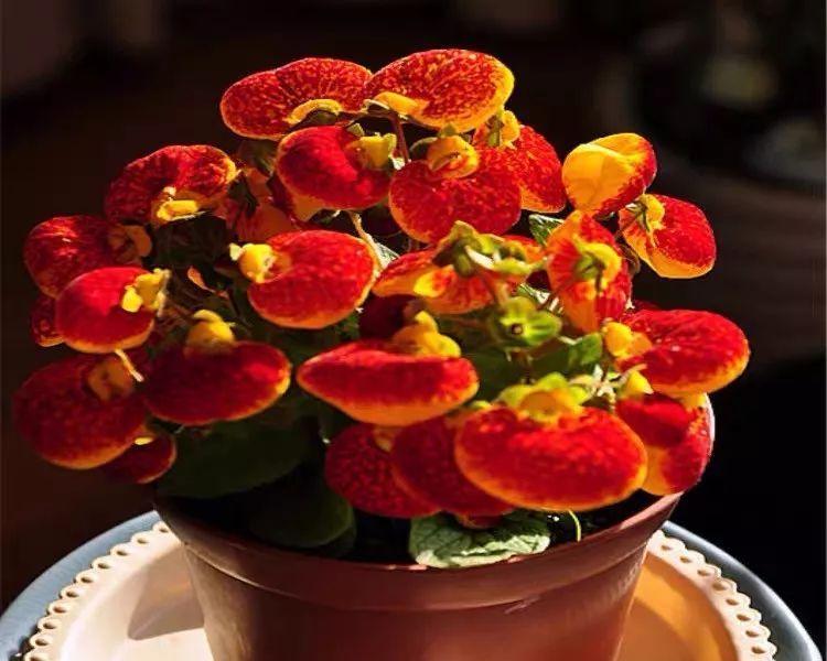喜庆之花（中国传统节日中的喜庆植物及其象征意义）