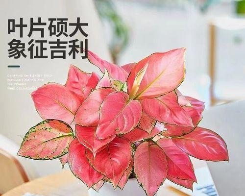 喜庆之花（中国传统节日中的喜庆植物及其象征意义）