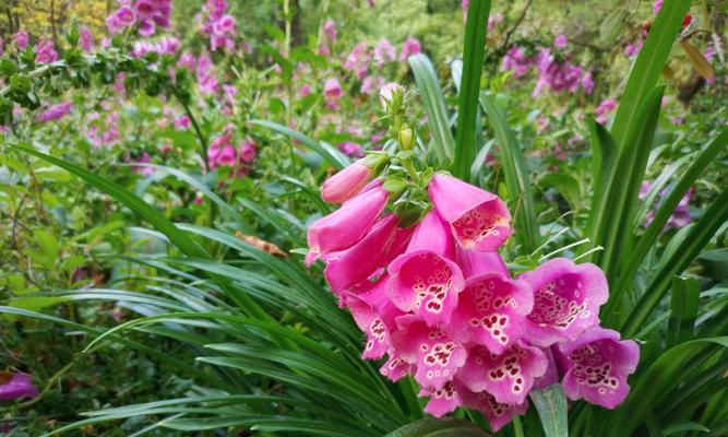 虚伪之花（虚伪之花）