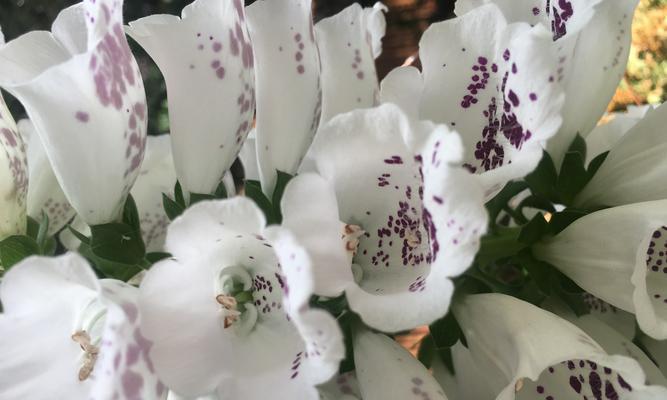 虚伪之花（虚伪之花）