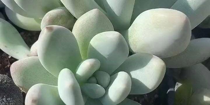 多肉植物百科全书——认识各类多肉植物（多肉种类大全及其特点，从此不再懵懂）