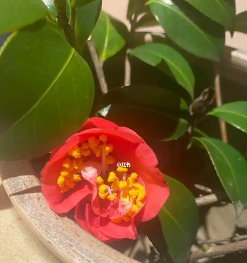 智慧之花（探索植物中的智慧力量，解密智慧之花的奥秘）