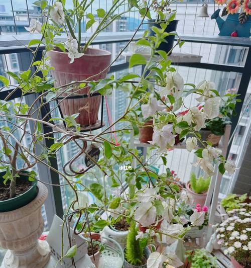 智慧之花（探索植物中的智慧力量，解密智慧之花的奥秘）