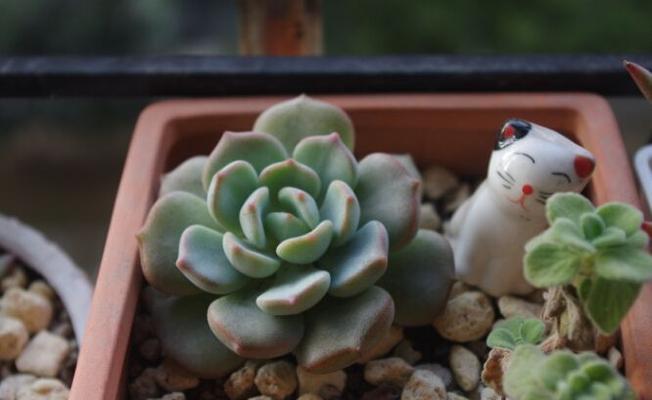 花开自强不息绽放（以代表自强不息的花为主题的探索与启示）