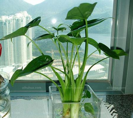常见花卉的养殖方法（掌握这些技巧，你也能拥有美丽的花园）