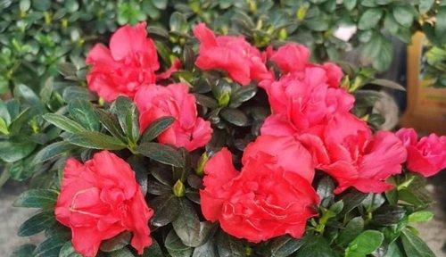 杜鹃花的寓意与象征意义（古代杜鹃花的隐喻与启示）