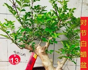 白蜡在风水中的寓意及摆放位置选择（探寻白蜡的象征意义及其对居室风水的影响）