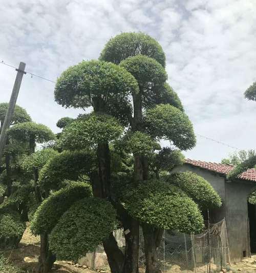 白蜡在风水中的寓意及摆放位置选择（探寻白蜡的象征意义及其对居室风水的影响）