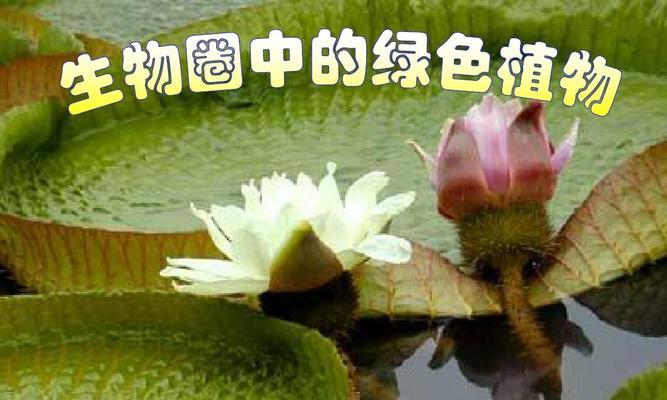 植物种子的传播方式（探索植物世界的繁衍之道）