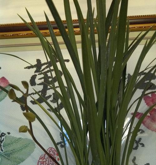 探秘兰花之品种与名称（了解兰花，从品种名称开始）