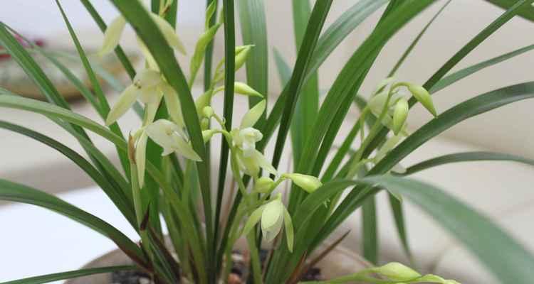 探秘兰花之品种与名称（了解兰花，从品种名称开始）