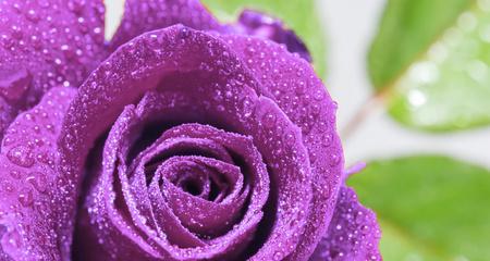 紫色玫瑰花的寓意（探索紫色玫瑰花背后的深层含义）