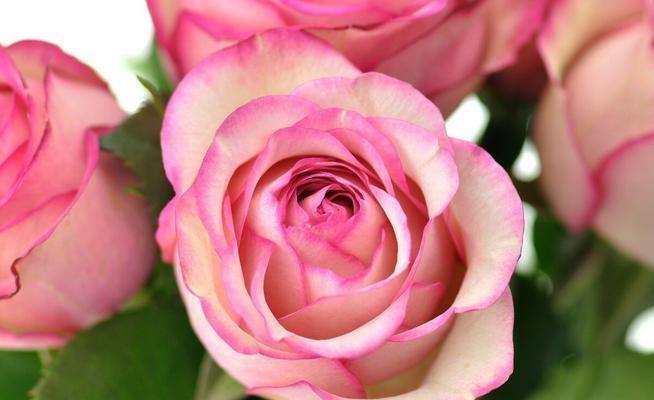 粉色玫瑰的象征意义及文化传承（探究粉色玫瑰所代表的情感与价值观）