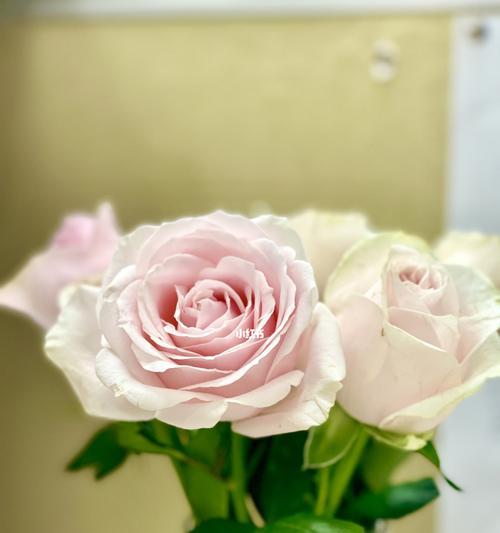 粉色玫瑰的花语与意义（探索粉色玫瑰的浪漫与温柔）