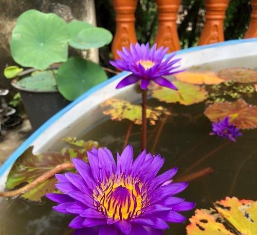 如何正确养护鲜花睡莲？（打造清新水域，让你的睡莲绽放无限生机）