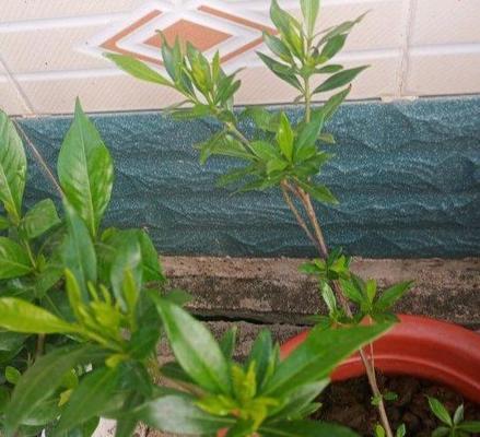 如何正确地剪枝栀子花（栀子花剪枝技巧与注意事项）