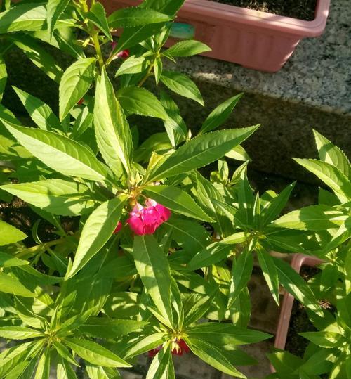 凤仙花的象征意义（探寻凤仙花的丰富寓意）