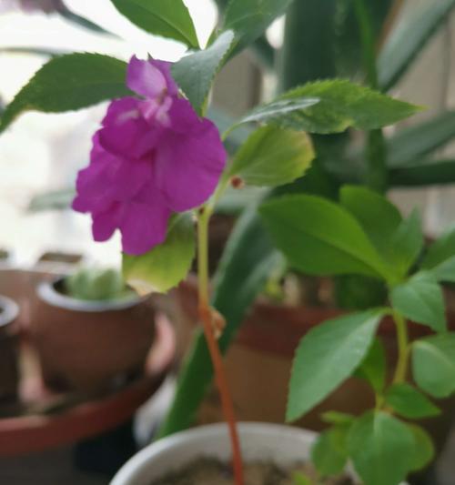 凤仙花的象征意义（探寻凤仙花的丰富寓意）