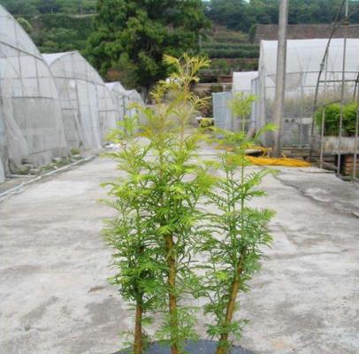 水杉盆景的养殖方法和技术（从选择品种到日常养护，轻松打造美丽盆景）