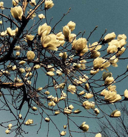 白玉兰花树的种植与养护（精彩花开，这样种才对！）