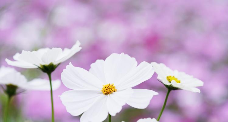 格桑花的花语与寓意（传递希望与坚韧的格桑花，开启生命之门）