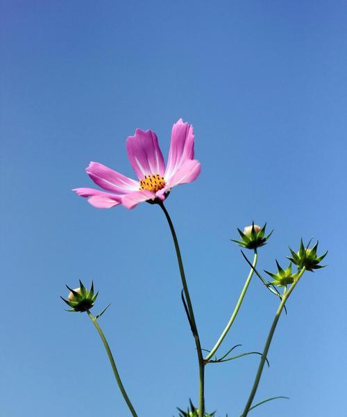 格桑花（格桑花的寓意及象征意义探析）