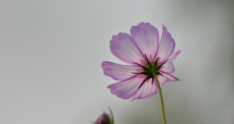 格桑花风水寓意与作用（揭秘格桑花在风水中的神奇力量）