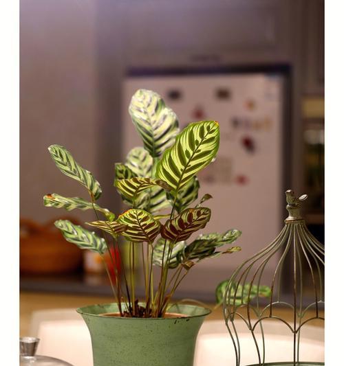10种室内最适合养的植物（打造绿色家园，净化空气健康生活）