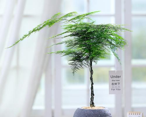 10种室内最适合养的植物（打造绿色家园，净化空气健康生活）