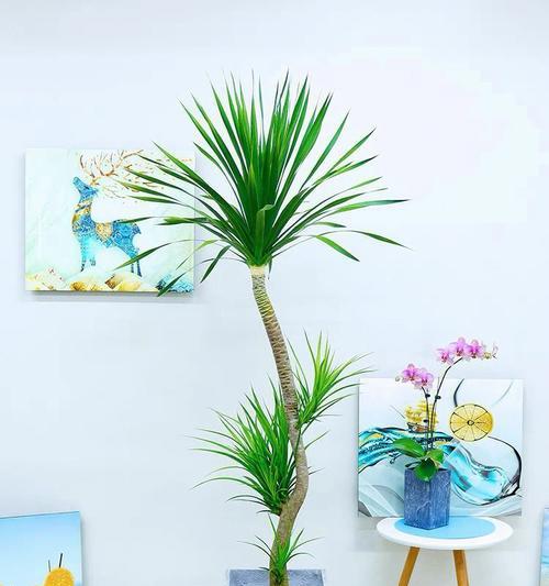 10种室内最适合养的植物（打造绿色家园，净化空气健康生活）