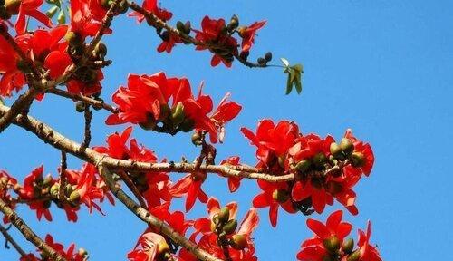 广州市花木棉花的花语与寓意——鲜艳之美传递温暖与希望（探寻广州市花木棉花的美丽与意义）